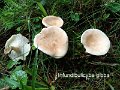 Infundibulicybe gibba-amf443-2